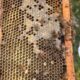 Cobiçado no exterior, mel de melato é pouco conhecido no Brasil