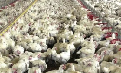Frango congelado e resfriado obtêm alta de preços
