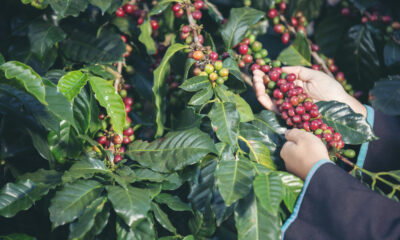 Café arábica volta a subir e saca custa R$ 2.059,02, nesta sexta-feira (6)
