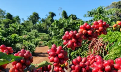 Café tem alta no preço, com arábica negociado a R$ 2.199,09, em São Paulo