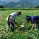 Agro apresenta perda de quase 30 mil vagas de trabalho em novembro