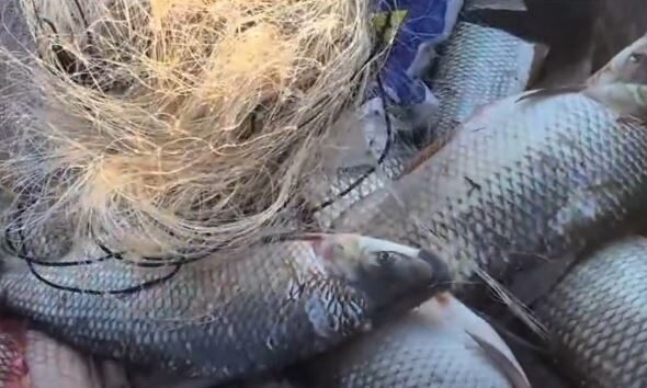 Bacia Hidrográfica do Rio Araguaia: período de defeso termina em 28 de fevereiro