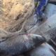 Bacia Hidrográfica do Rio Araguaia: período de defeso termina em 28 de fevereiro