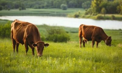 Boi gordo tem alta e custa R$ 326,90