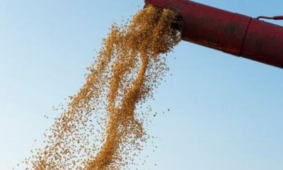 Soja recua 0,73% no Paraná