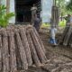 “Vassoura de Bruxa” ameaça lavouras de mandioca de seis municípios no Amapá