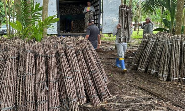“Vassoura de Bruxa” ameaça lavouras de mandioca no Amapá; alerta é do Mapa