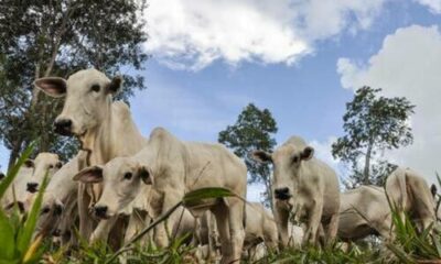 Após queda no preço, arroba do boi gordo custa R$ 312,10, nesta quarta-feira (26)