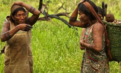 Castanha do Brasil produzida pelos povos Mẽbêngôkre-Kayapó é exportada para a Inglaterra com apoio da ApexBrasil