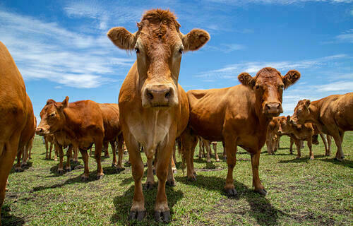 Cotação do boi gordo apresenta alta de 0,20%, neste início de semana