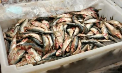 Decisão de zerar alíquota de importação da sardinha em conserva ameaça indústria pesqueira, diz presidente da FPA