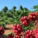 Em alta, saca do café arábica custa R$ 2.563, nesta quinta-feira (24)