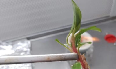 HISTÓRIAS EXPORTADORAS: conheça a trajetória de sucesso da Nova Planta, que se prepara para exportar mudas in vitro para o Chile