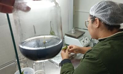 HISTÓRIAS EXPORTADORAS: empresa de mudas in vitro dá primeiros passos no mercado internacional com ajuda da ApexBrasil