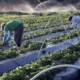 Plano Safra: publicada MP que garante crédito extraordinário ao setor agro