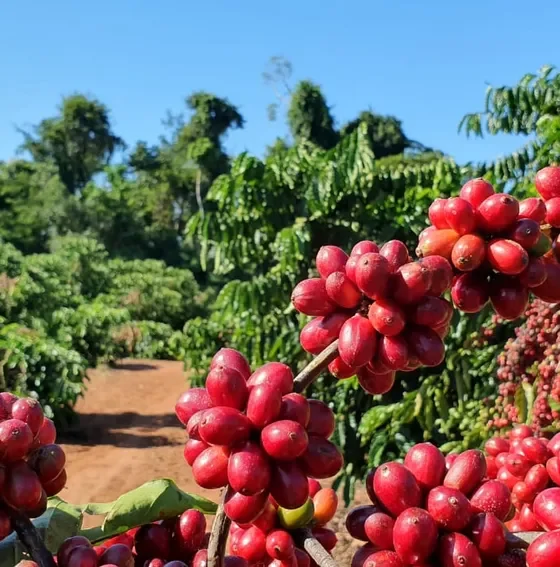 Saca do café arábica custa R$ 2.665, nesta quarta-feira (30)