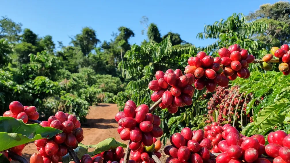 Saca do café arábica custa R$ 2.665, nesta quarta-feira (30)