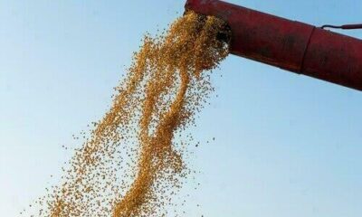 Soja e trigo começam a semana com preços em alta