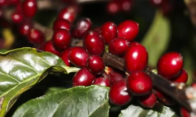 Preço do café começa a segunda-feira (26) em queda