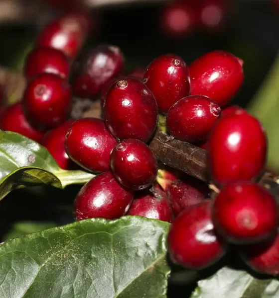 Preço do café começa a segunda-feira (26) em queda