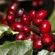 Preço do café começa a segunda-feira (26) em queda