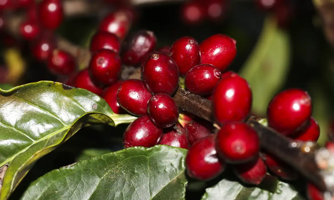Preço do café começa a segunda-feira (26) em queda