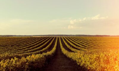 Soja em queda no Paraná