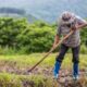 Agronegócio inicia 2025 com maior saldo de empregos formais desde 2022