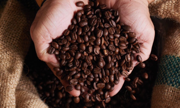 Cotações do café, açúcar e milho para esta quarta-feira (18)