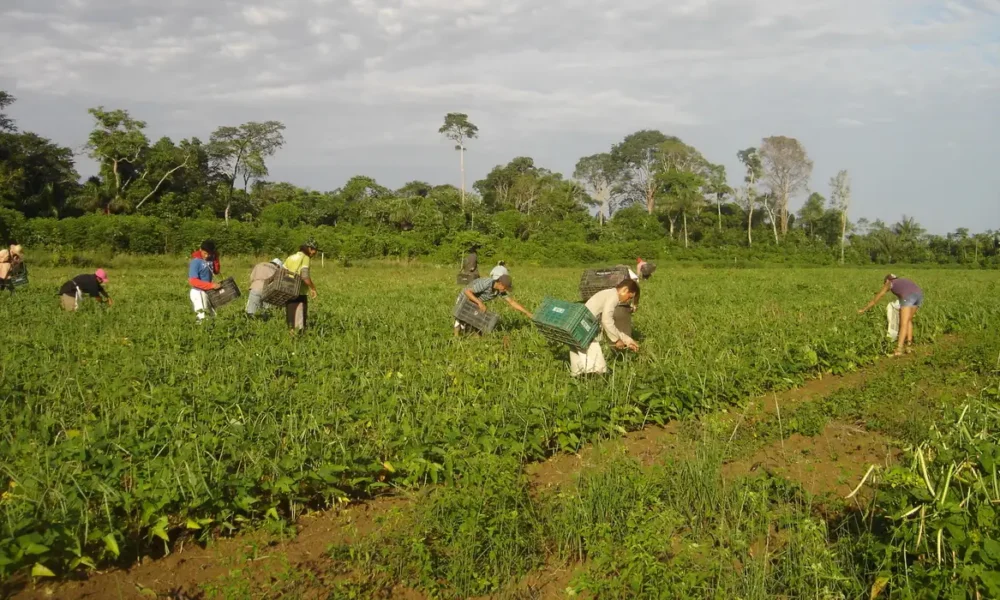 Crédito verde e agricultura familiar: Banco da Amazônia amplia apoio com R$ 2,5 bilhões em 2025