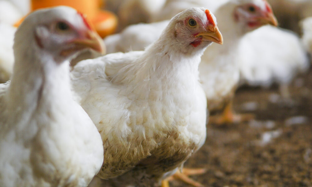 Gripe aviária: Brasil confirma novo foco em aves domésticas no Mato Grosso