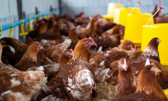 Gripe aviária: Brasil investiga 12 casos suspeitos em aves domésticas e silvestres; não há restrição de consumo