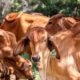 Boi gordo recua 2,13% e arroba é negociada a R$ 310,65; frango e carne suína registram alta nos preços