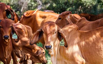 Boi gordo recua 2,13% e arroba é negociada a R$ 310,65; frango e carne suína registram alta nos preços