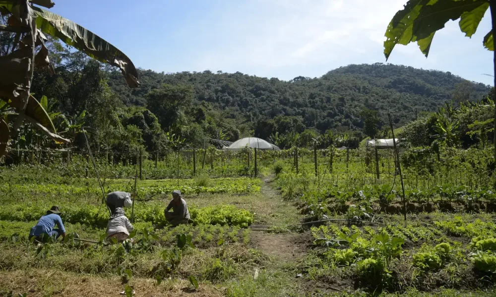 DITR 2025: prazo e orientações para a entrega da declaração do imposto rural