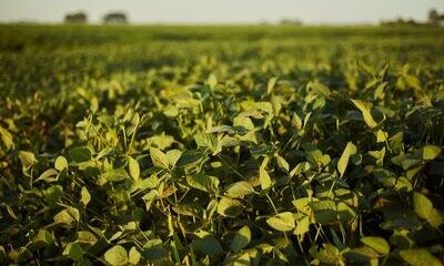 Empresa agrícola brasileira mira marca histórica de 1 milhão de hectares plantados