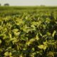 Empresa agrícola brasileira mira marca histórica de 1 milhão de hectares plantados