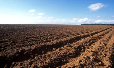 Goiás inicia vazio sanitário da soja nesta sexta-feira; medida já vale em outros estados