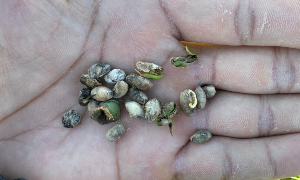 Após enchentes históricas no RS, peritos agrícolas avaliam prejuízos no campo