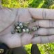 Após enchentes históricas no RS, peritos agrícolas avaliam prejuízos no campo