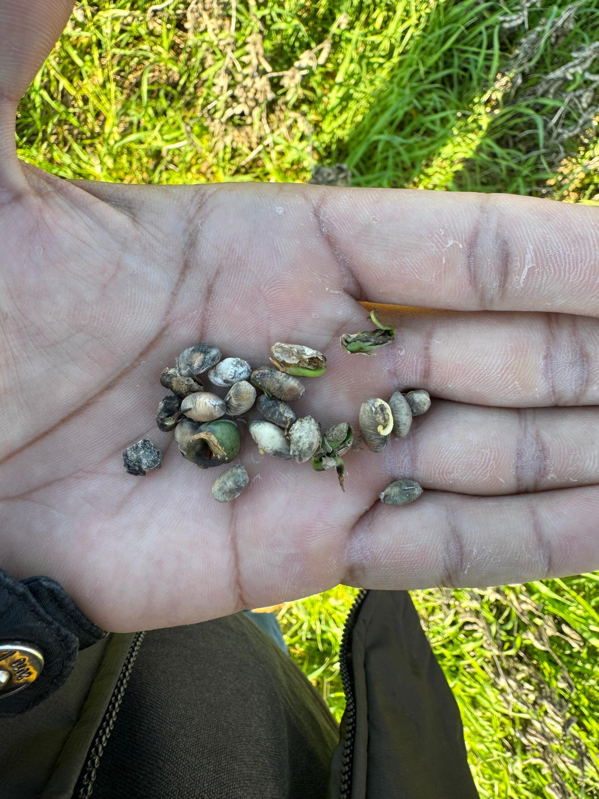 Após enchentes históricas no RS, peritos agrícolas avaliam prejuízos no campo