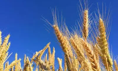 Soja tem baixa no Paraná e Rio Grande do Sul