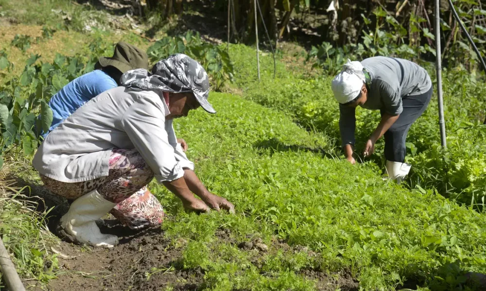Agronegócio brasileiro bate recorde de ocupação com 28,5 milhões de trabalhadores em 2025