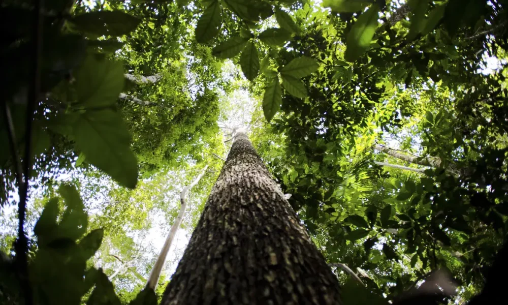 Amazônia Legal: prêmios reconhecem empreendedorismo consciente na região; inscrições até 31 de agosto