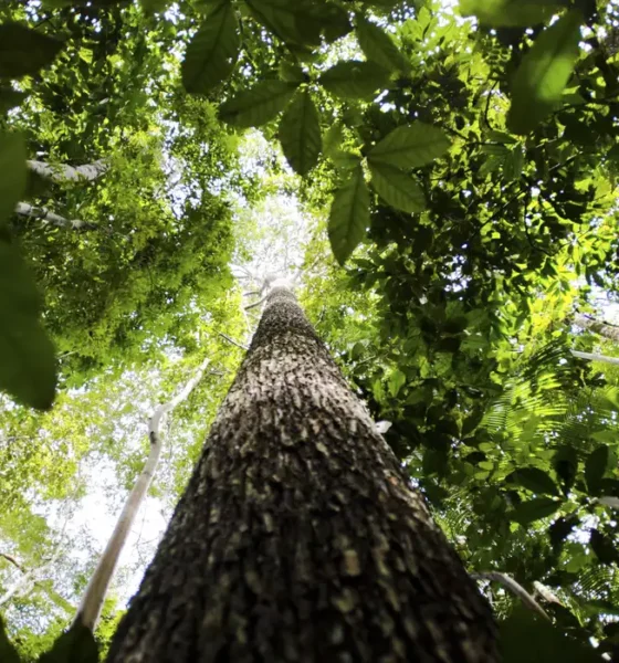 Banco da Amazônia amplia crédito verde e injeta R$ 1,7 bilhão em sustentabilidade no primeiro trimestre