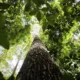 Banco da Amazônia amplia crédito verde e injeta R$ 1,7 bilhão em sustentabilidade no primeiro trimestre