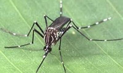 Brasil registra queda histórica nos casos de dengue em 2025, mas mantém estado de alerta