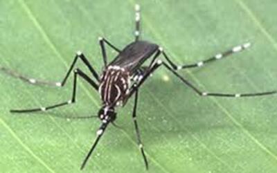 Brasil registra queda histórica nos casos de dengue em 2025, mas mantém estado de alerta
