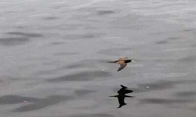 Brasil registrou 166 focos de gripe aviária entre 2022 e 2024