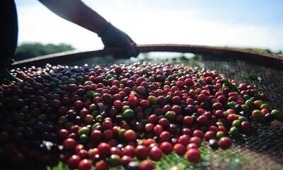 Preço do café robusta subiu no último fechamento
